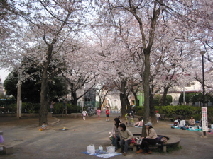 Enjoying Sakura