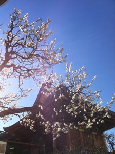 青空を背景に、早咲きの梅と湯島天神の本殿の屋根