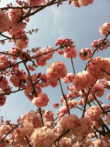 ピンク色の八重桜が咲き誇る