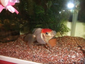 水槽の中の金魚