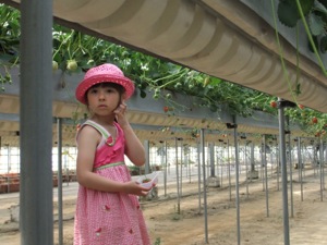 真由喜のハウスでイチゴを探す