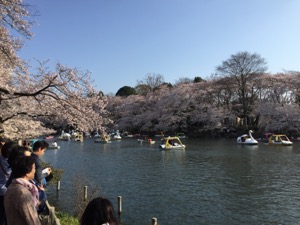 池の周りの桜と池上のボート