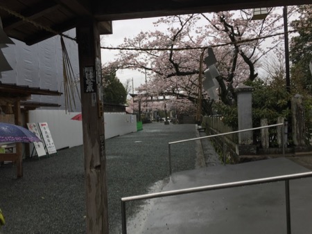 雨の中、右には桜に見えるし、左には白い覆屋がある。