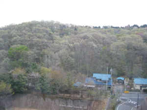 Wooded hills